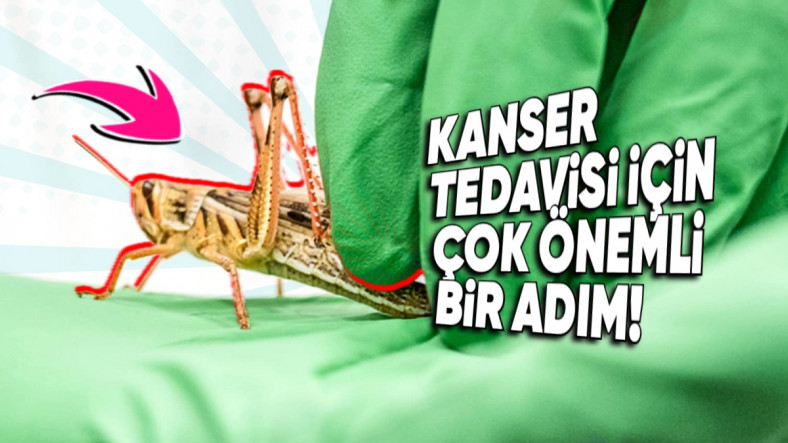 Çekirgeler, Nasıl Oluyor da İnsanlardaki Kanseri Anlayabiliyor? Gelecek İçin Umut Vadedici!